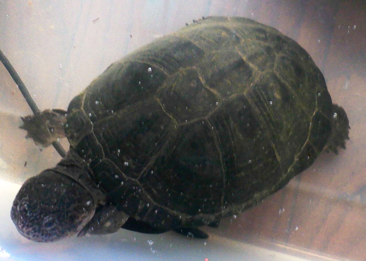 Image of West African mud turtle