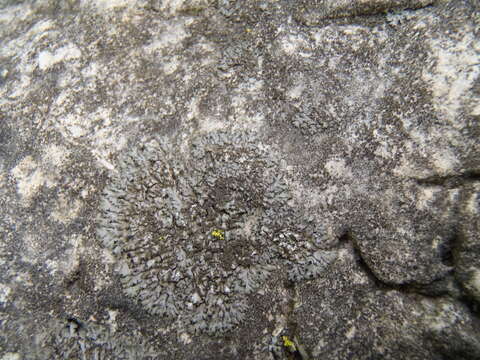 Image of wreath lichen