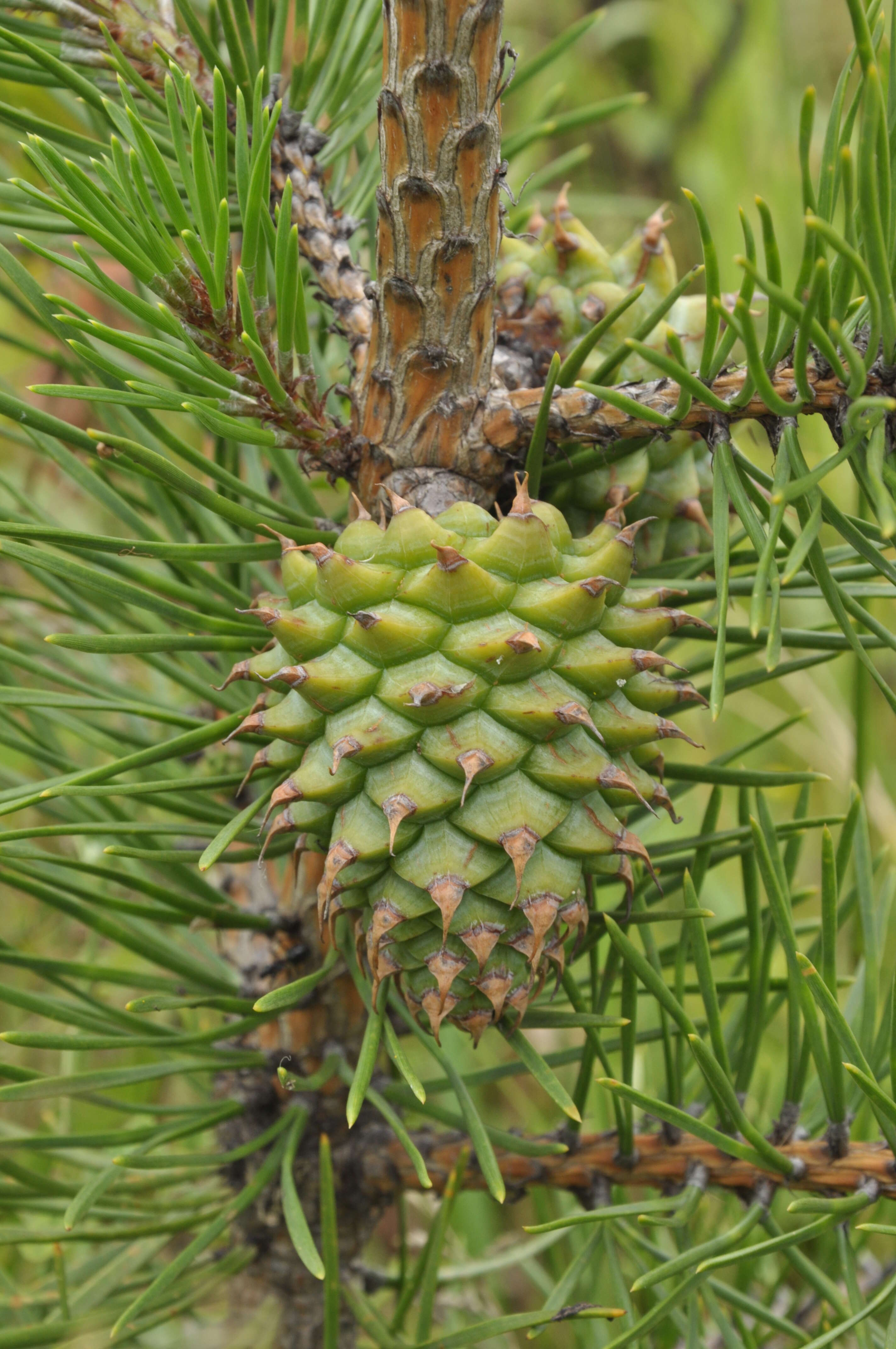 Image of Hickory Pine