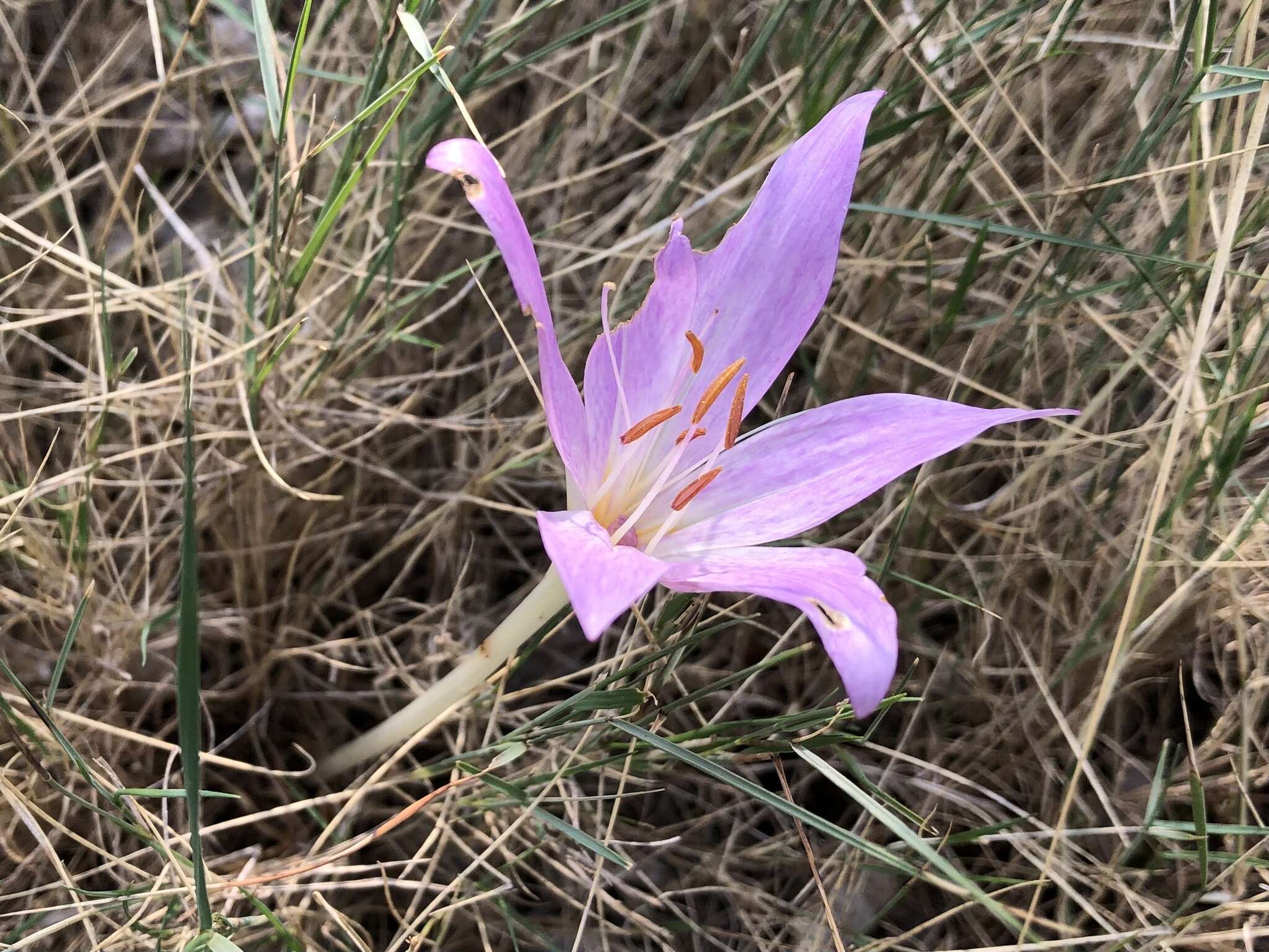 Image of Colchicum haynaldii Heuff.