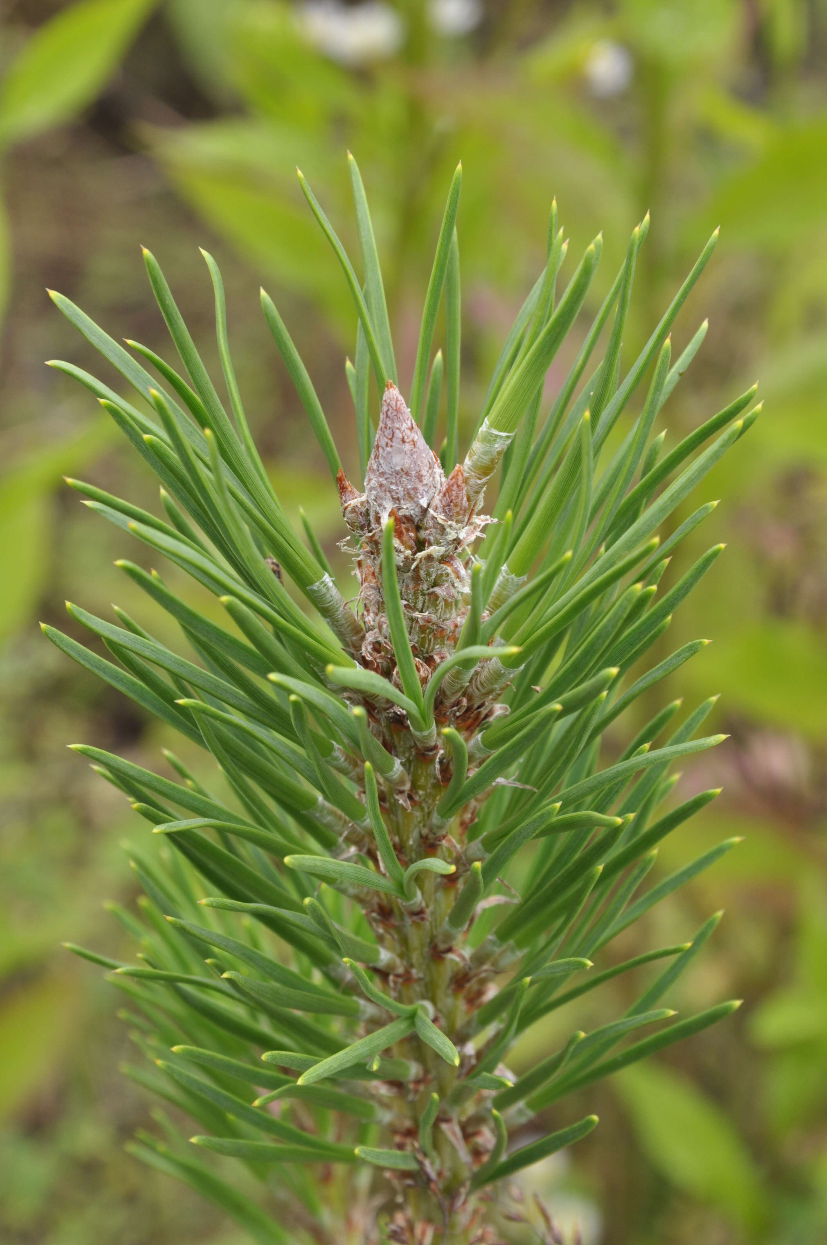 Image of Hickory Pine