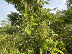 Image of Florida hammock milkpea