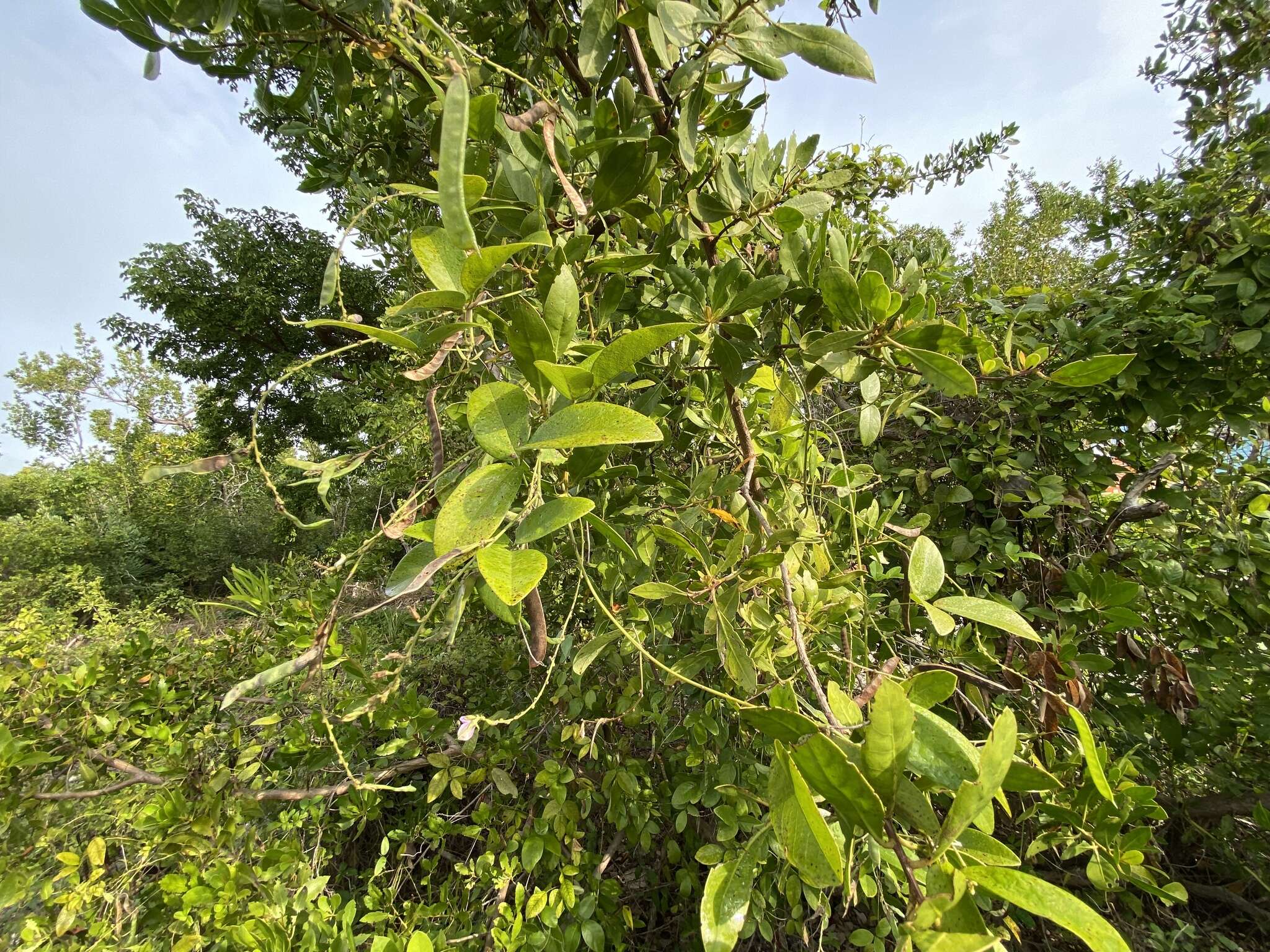 Image of Florida hammock milkpea