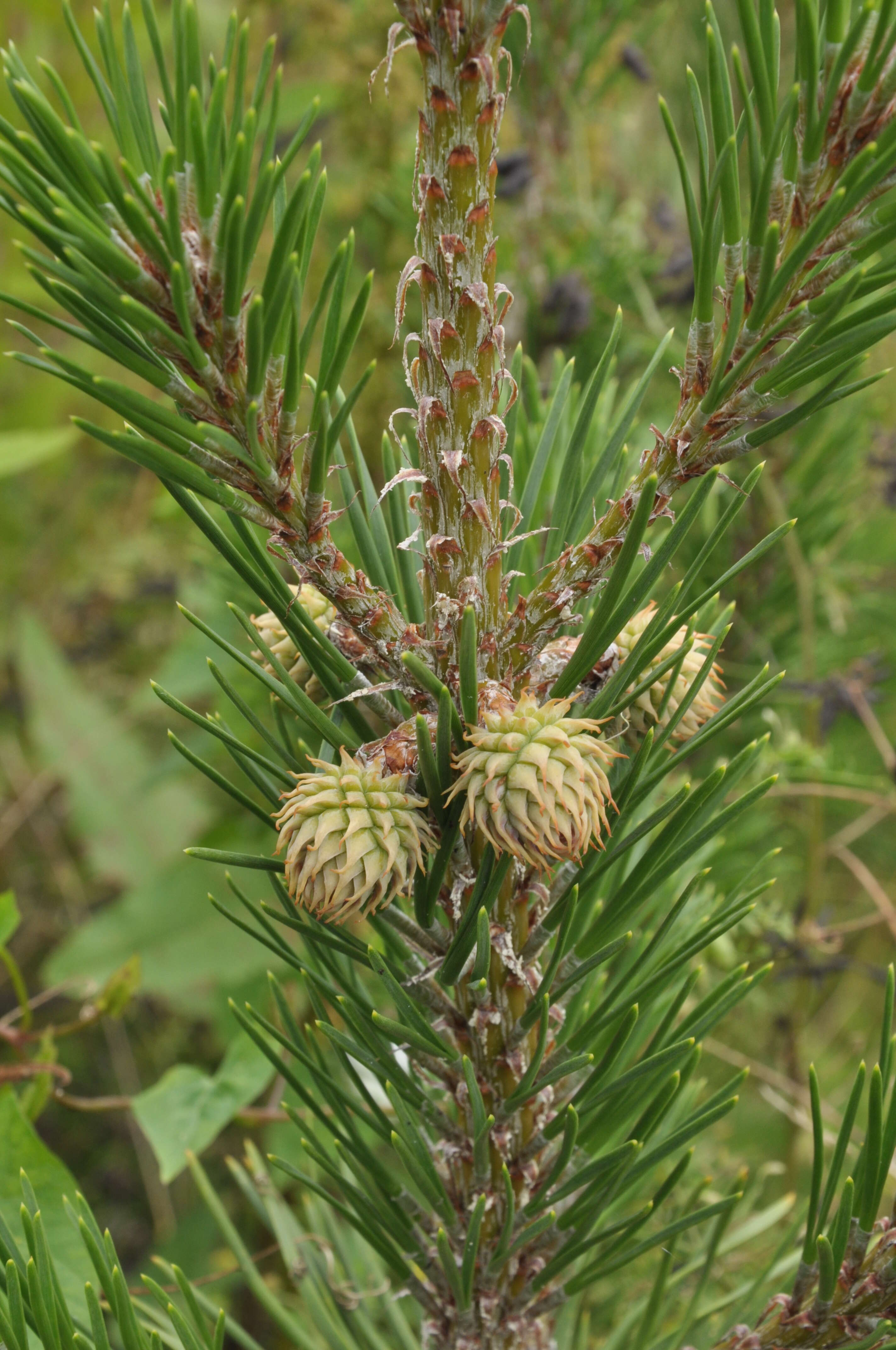 Image of Hickory Pine