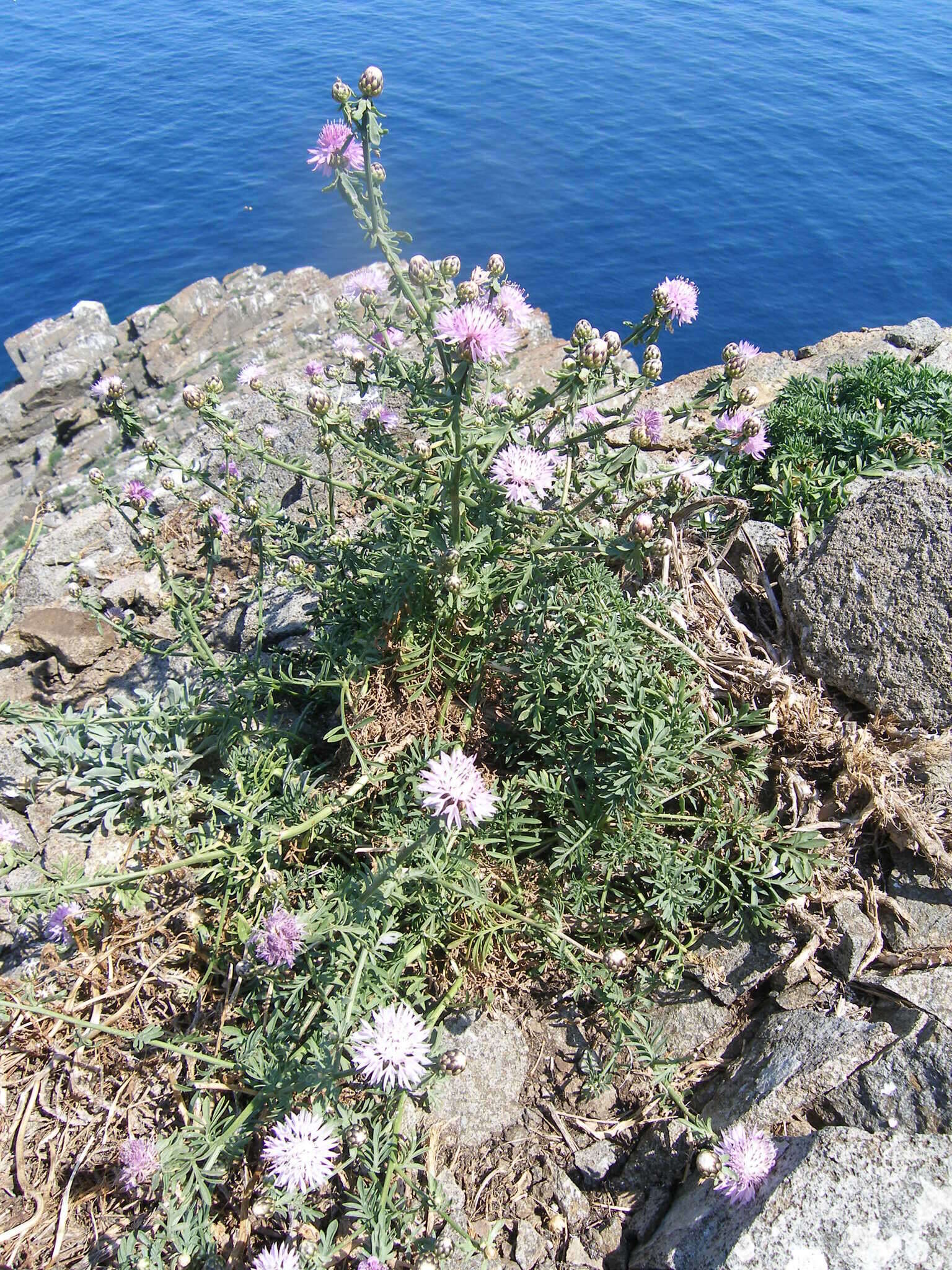 Plancia ëd Centaurea crithmifolia Vis.