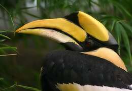 Image of Great Indian Hornbill