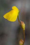 Image de Utricularia guyanensis A. DC.