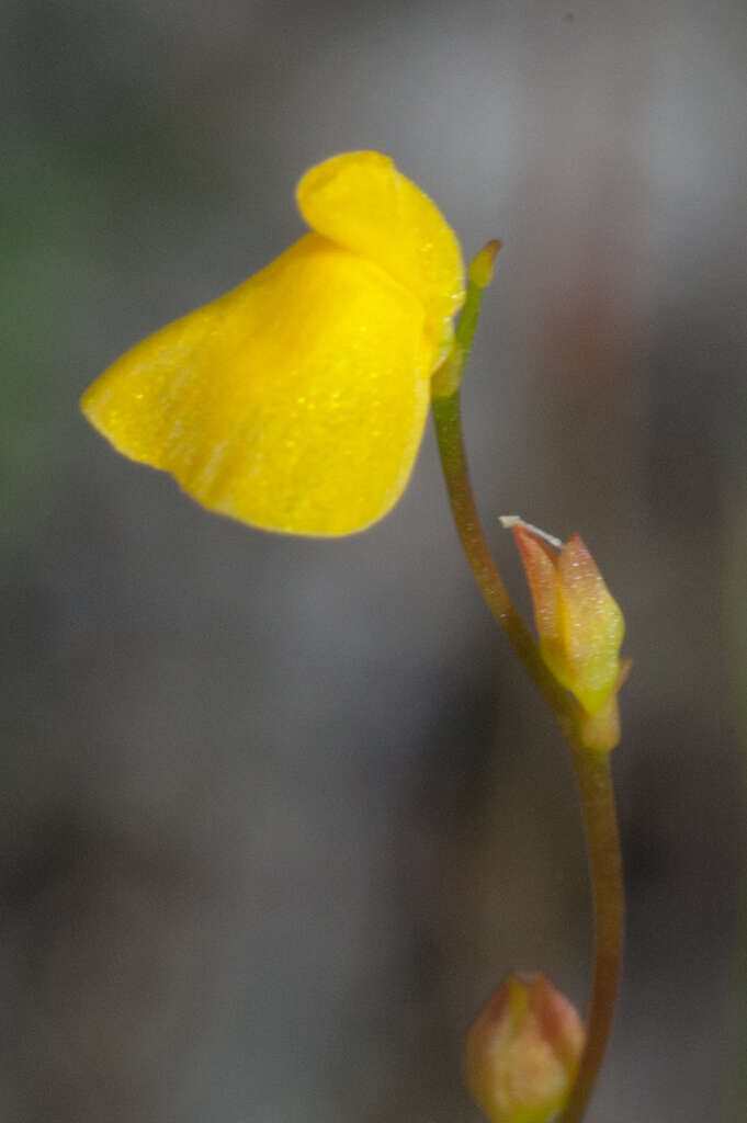 Image de Utricularia guyanensis A. DC.