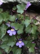 Image of Cymbalaria muralis subsp. muralis