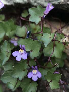 Image de Cymbalaria muralis subsp. muralis