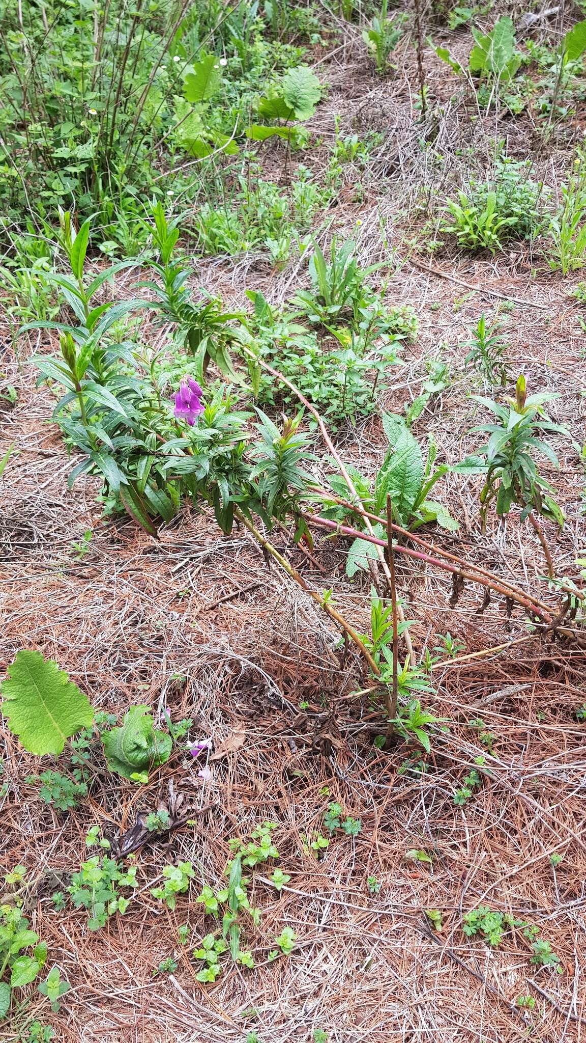 Penstemon gentianoides (Kunth) Poir.的圖片