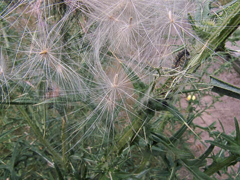 Image of Spear Thistle