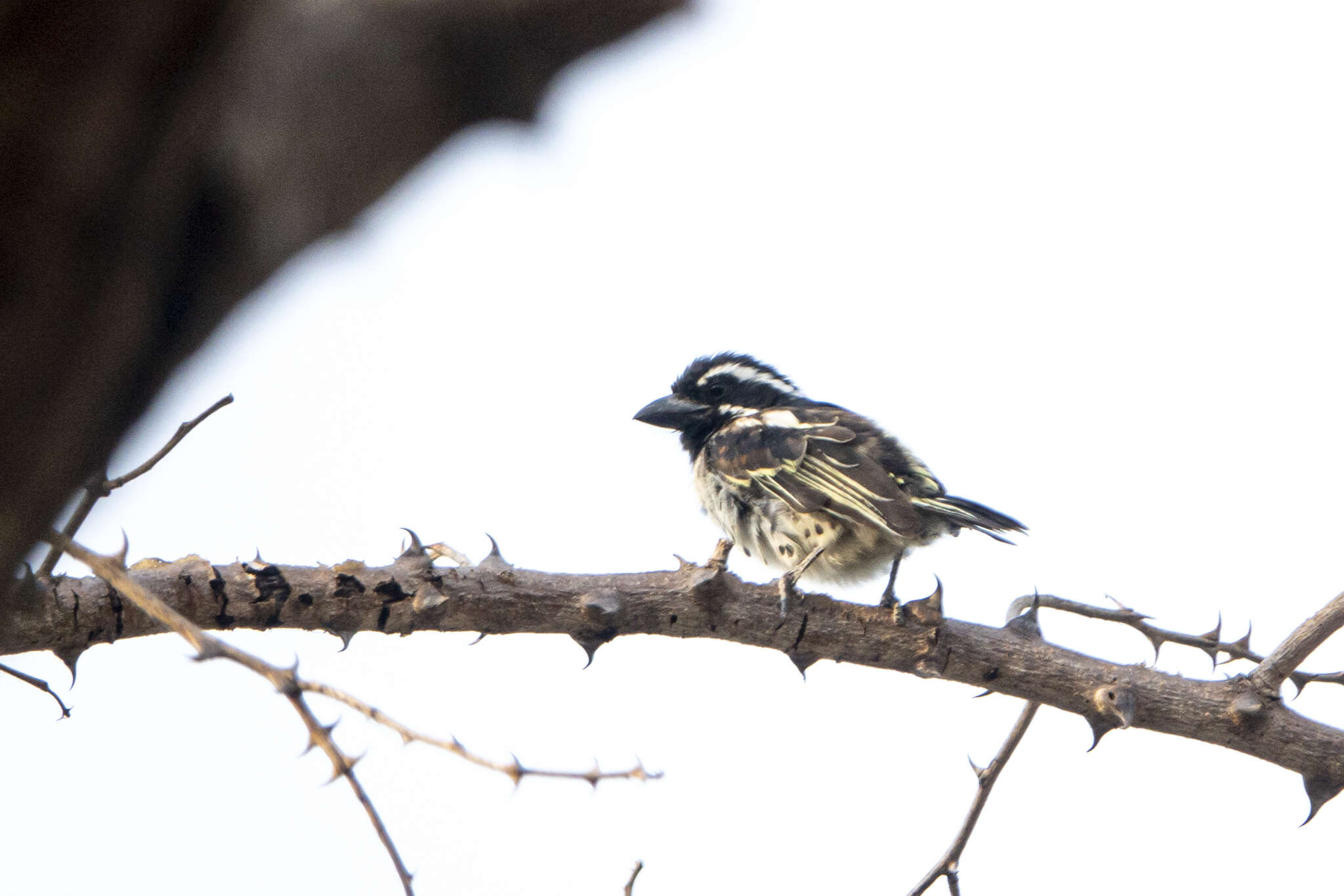 Image of Spot-flanked Barbet