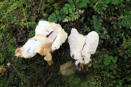 Image of Abortiporus