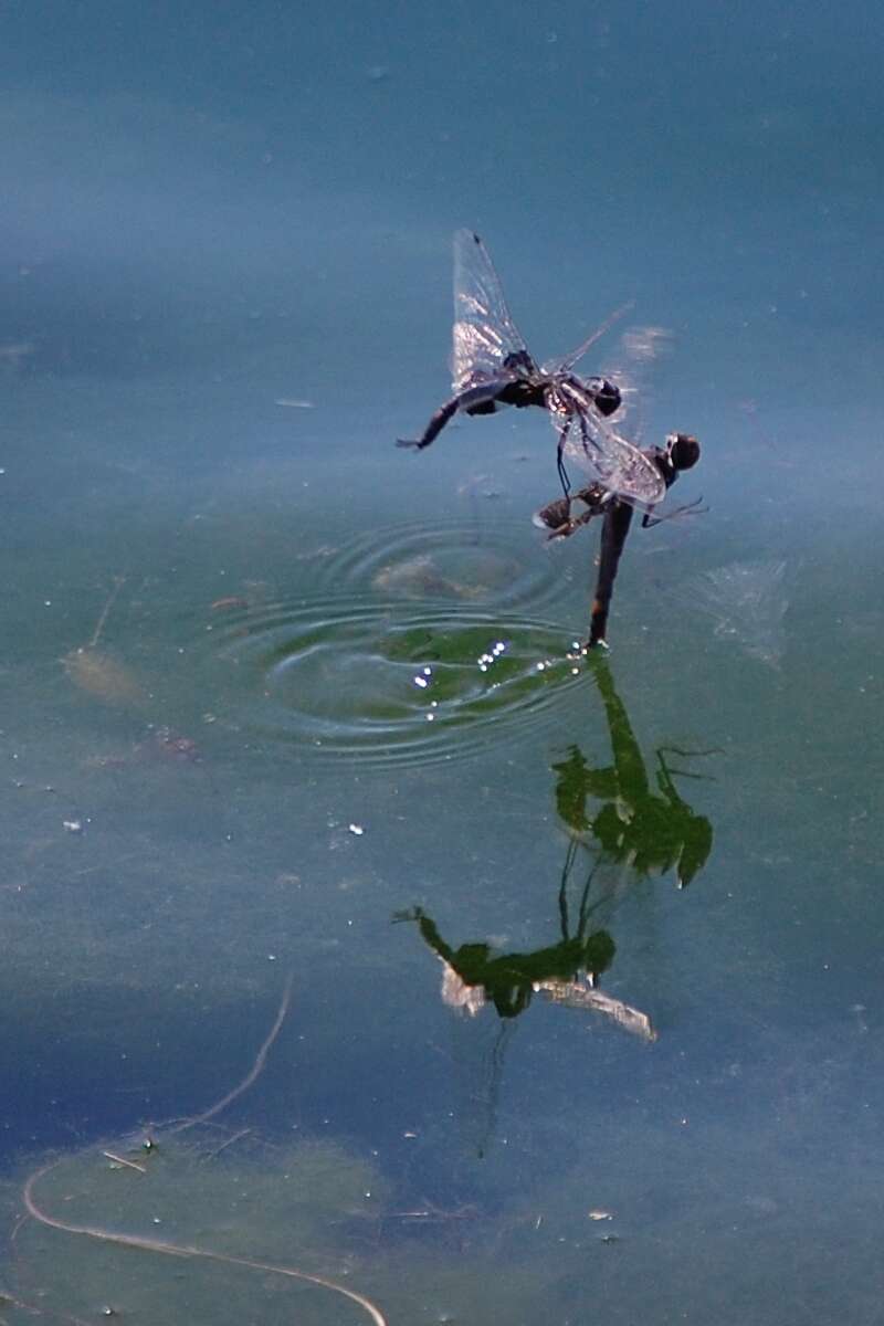 Image of Black Saddlebags