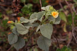 Image of Abutilon bivalve