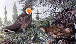 Image of Dusky Grouse