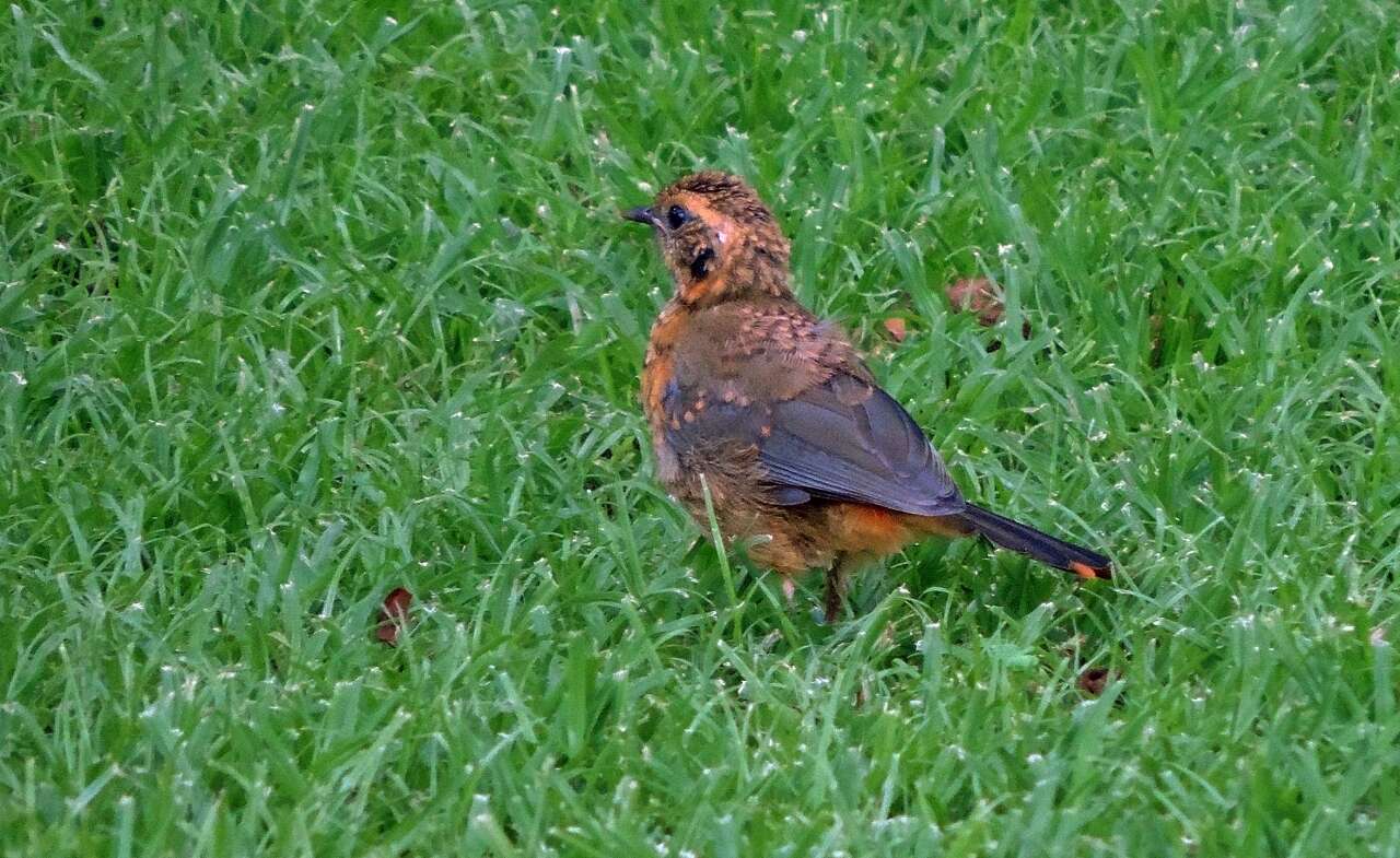 Image of Heuglin's Robin