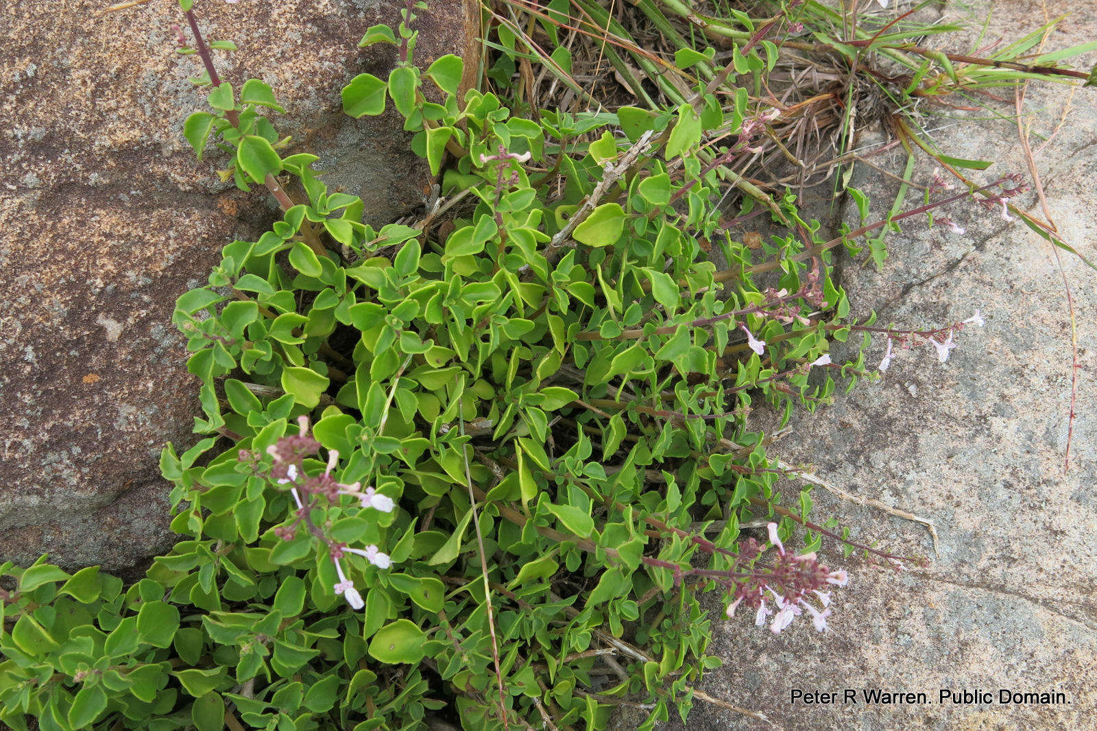 Слика од Aeollanthus parvifolius Benth.