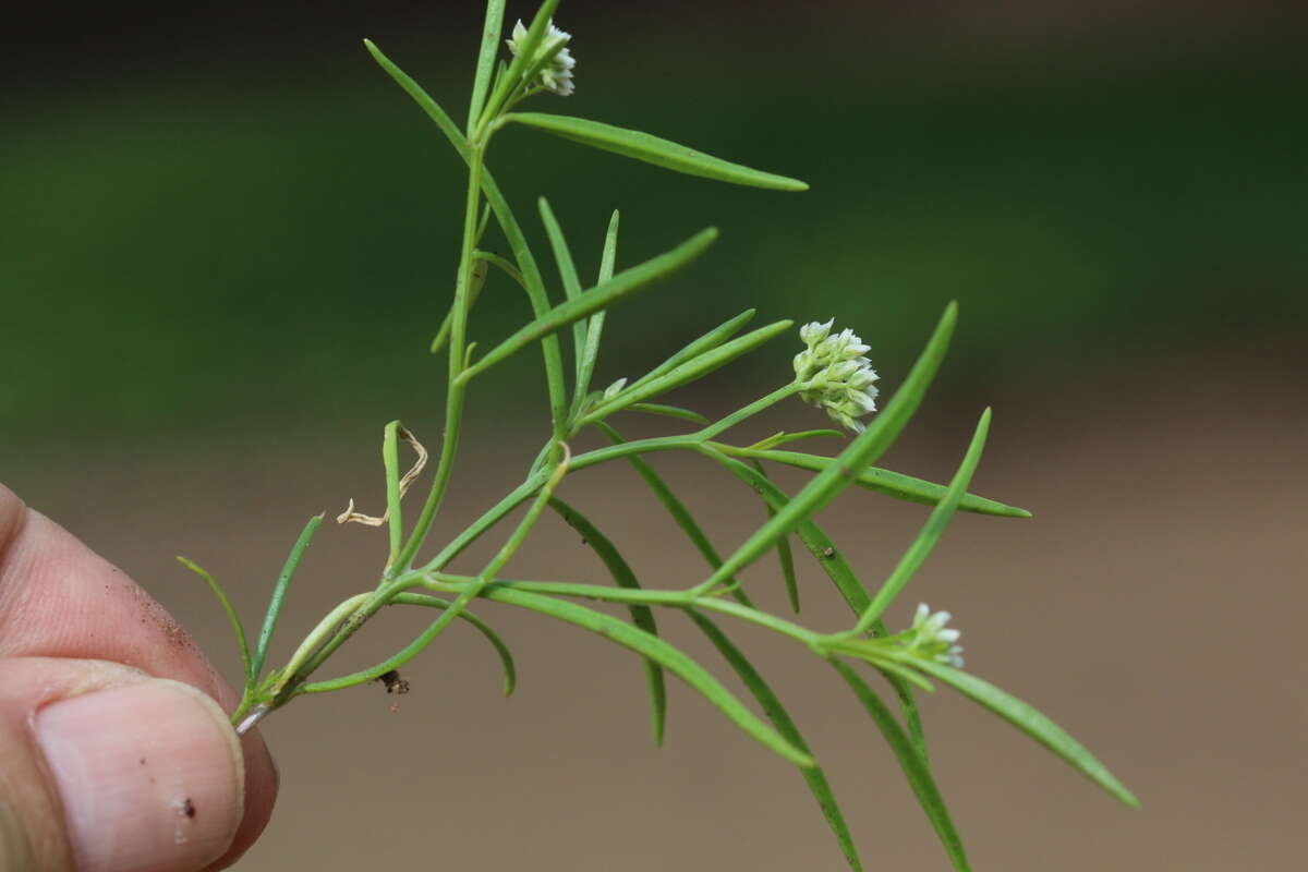 Image of Limeum sulcatum (Klotzsch) Hutch.