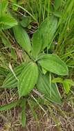 Imagem de Plantago australis subsp. australis