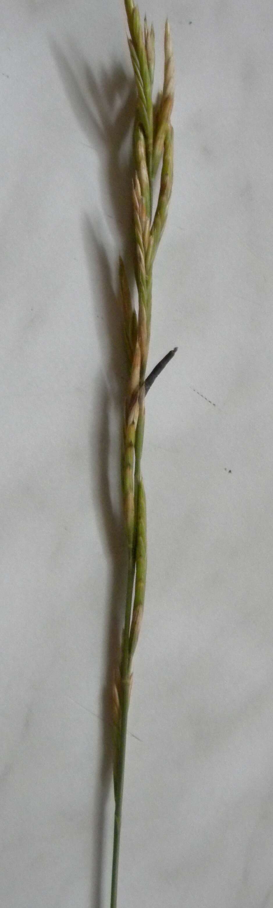 Image of Ergot