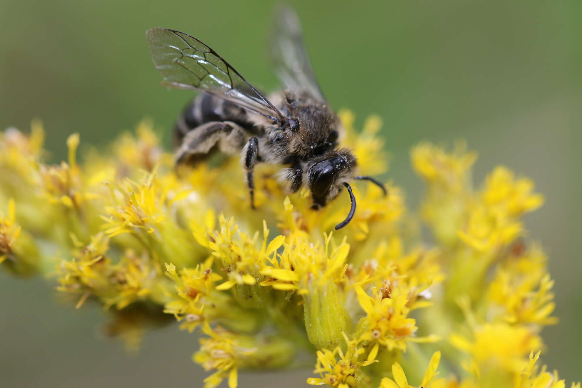 Imagem de Colletes compactus Cresson 1868