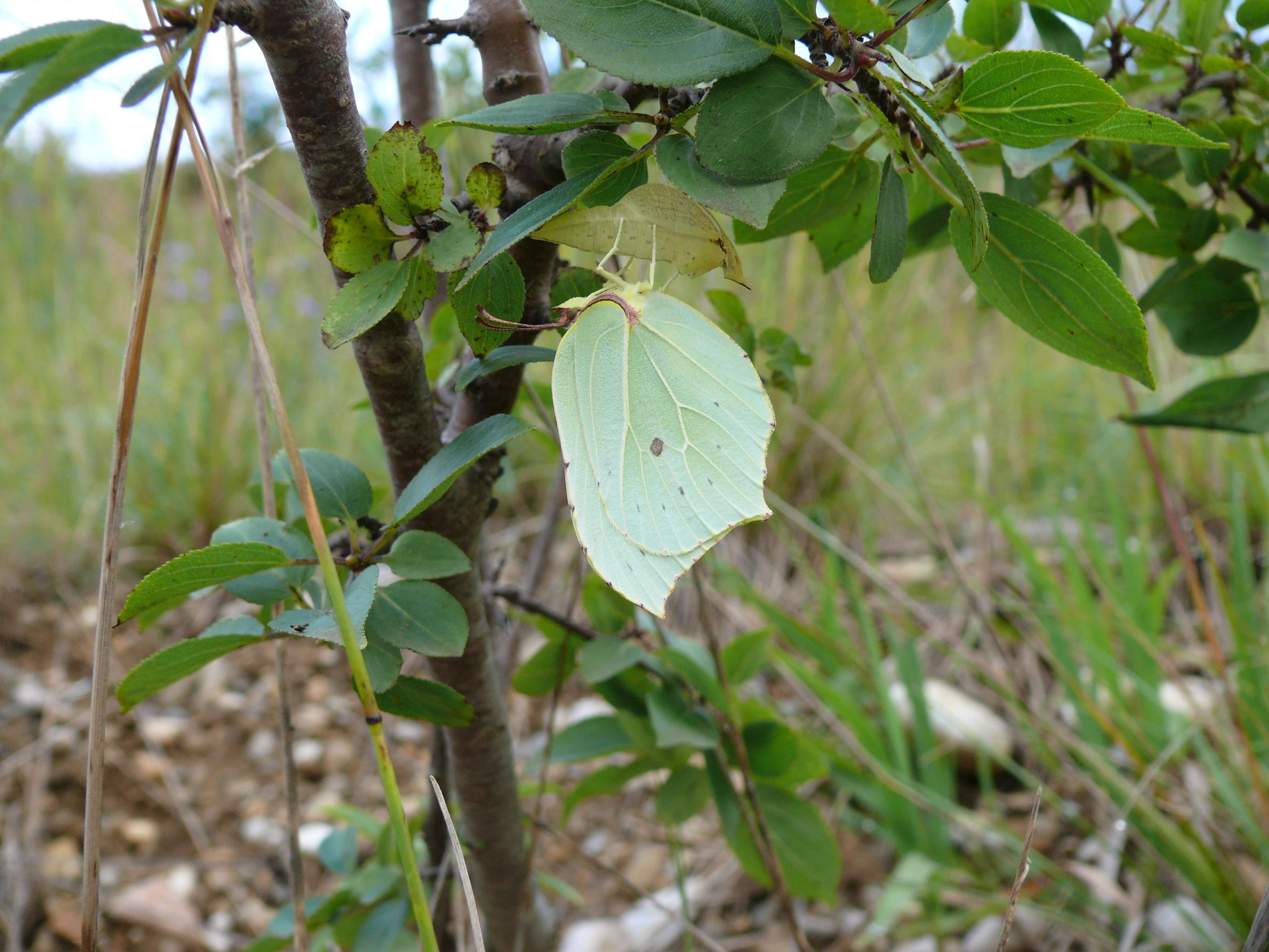 Imagem de Gonepteryx rhamni (Linnaeus 1758)