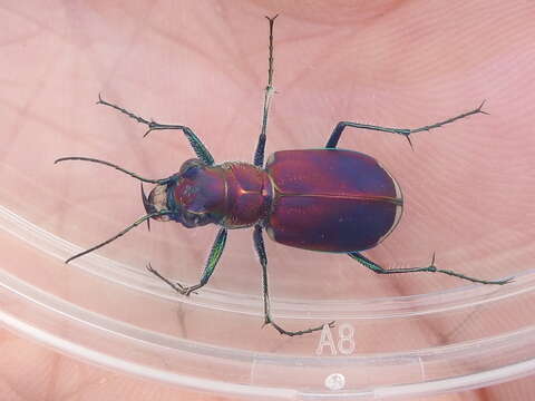 Image of Cicindela (Cicindela) formosa pigmentosignata W. Horn 1930