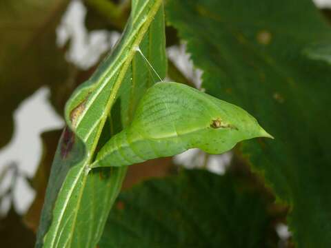 Imagem de Gonepteryx rhamni (Linnaeus 1758)