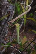 Image of Nepenthes albomarginata T. Lobb ex Lindl.