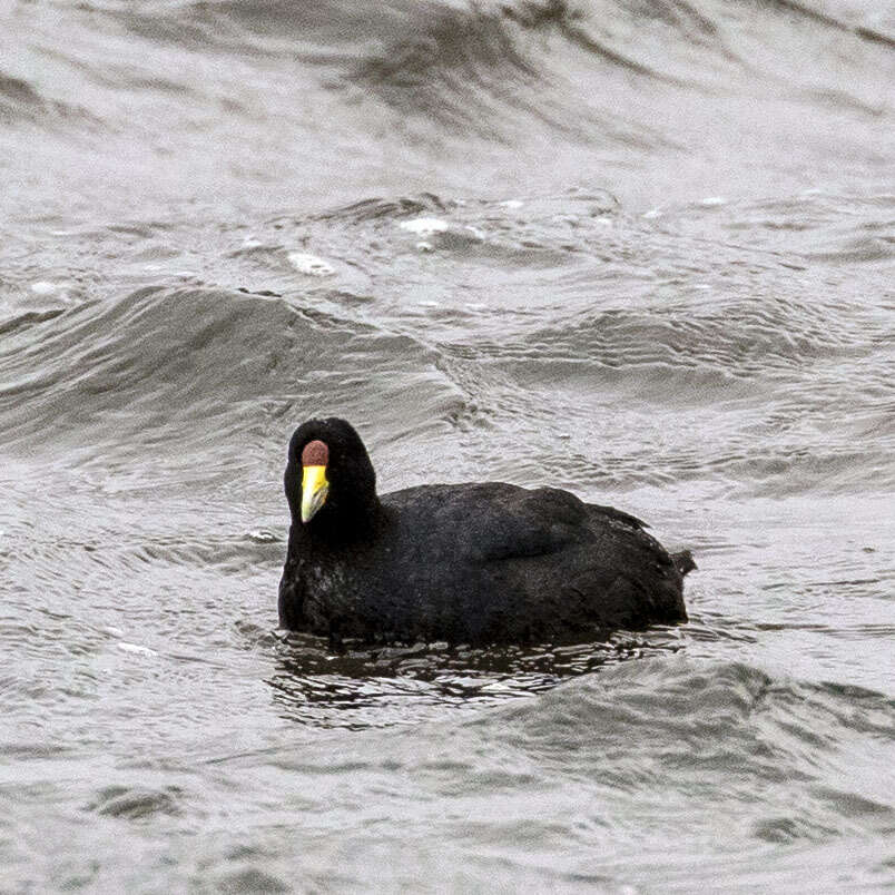 Image of Andean Coot