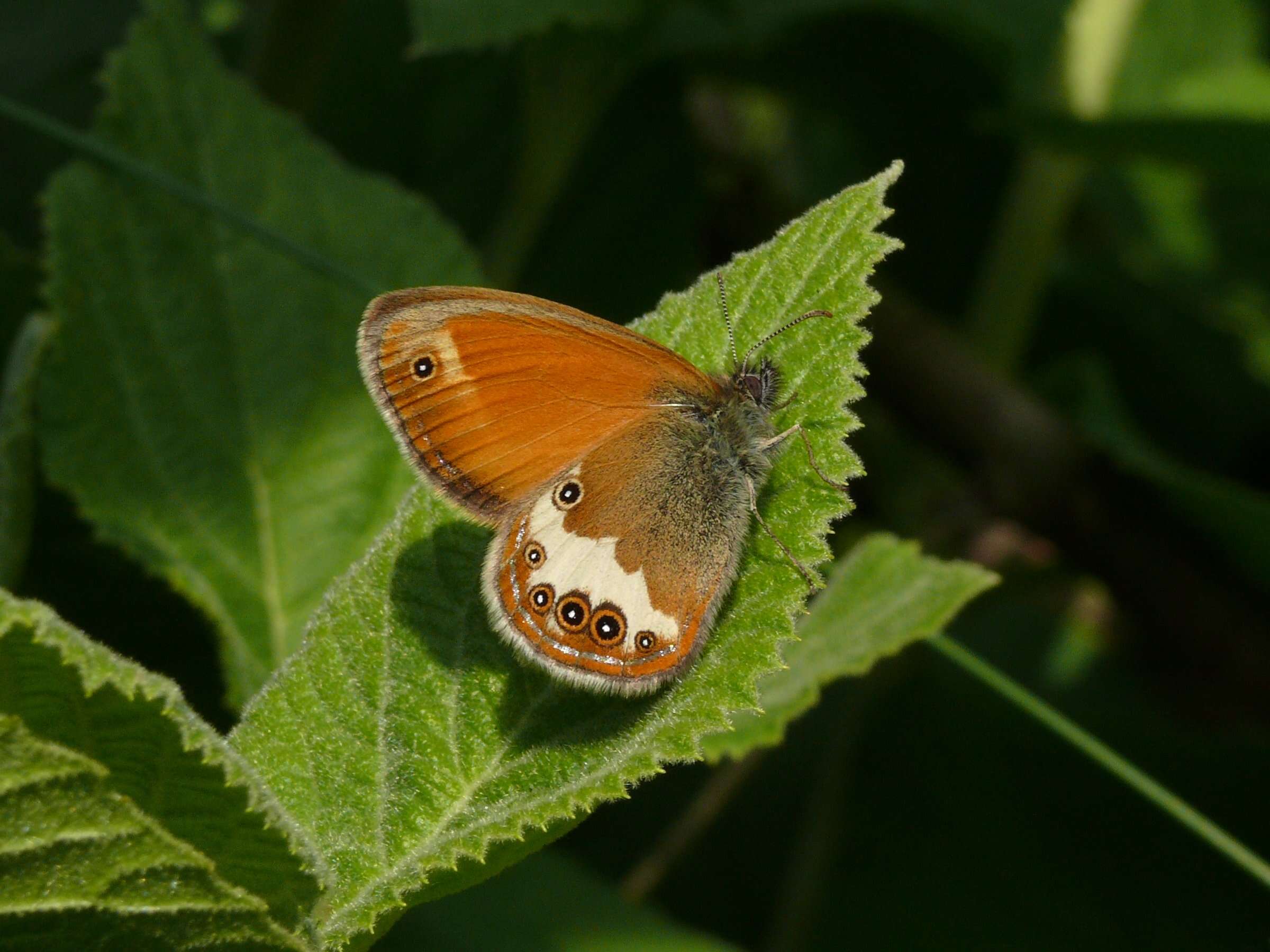 Sivun Coenonympha arcania Linnaeus 1761 kuva