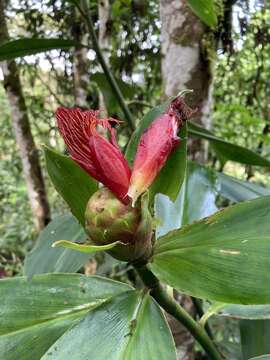 Image of Costus laevis Ruiz & Pav.