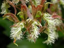 Image of Bearded Catasetum