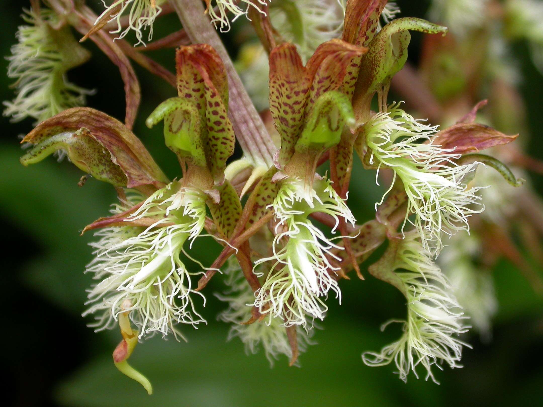 Image de Catasetum barbatum (Lindl.) Lindl.