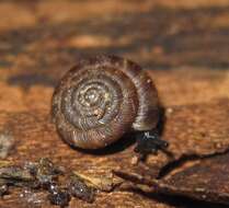 Image of disk snail