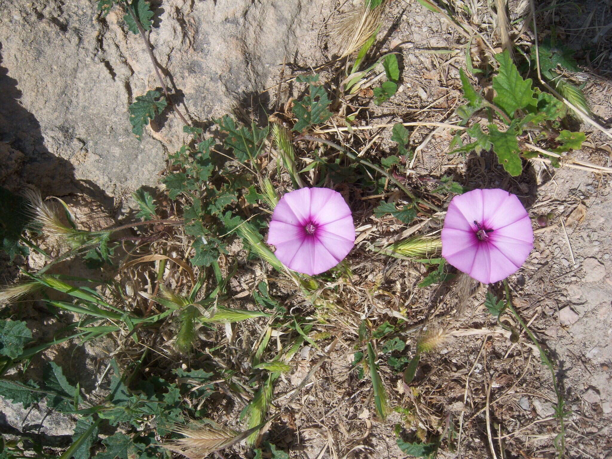 Image of mallow bindweed