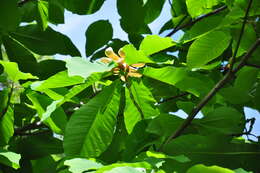 Image of Japanese Big Leaf Magnolia