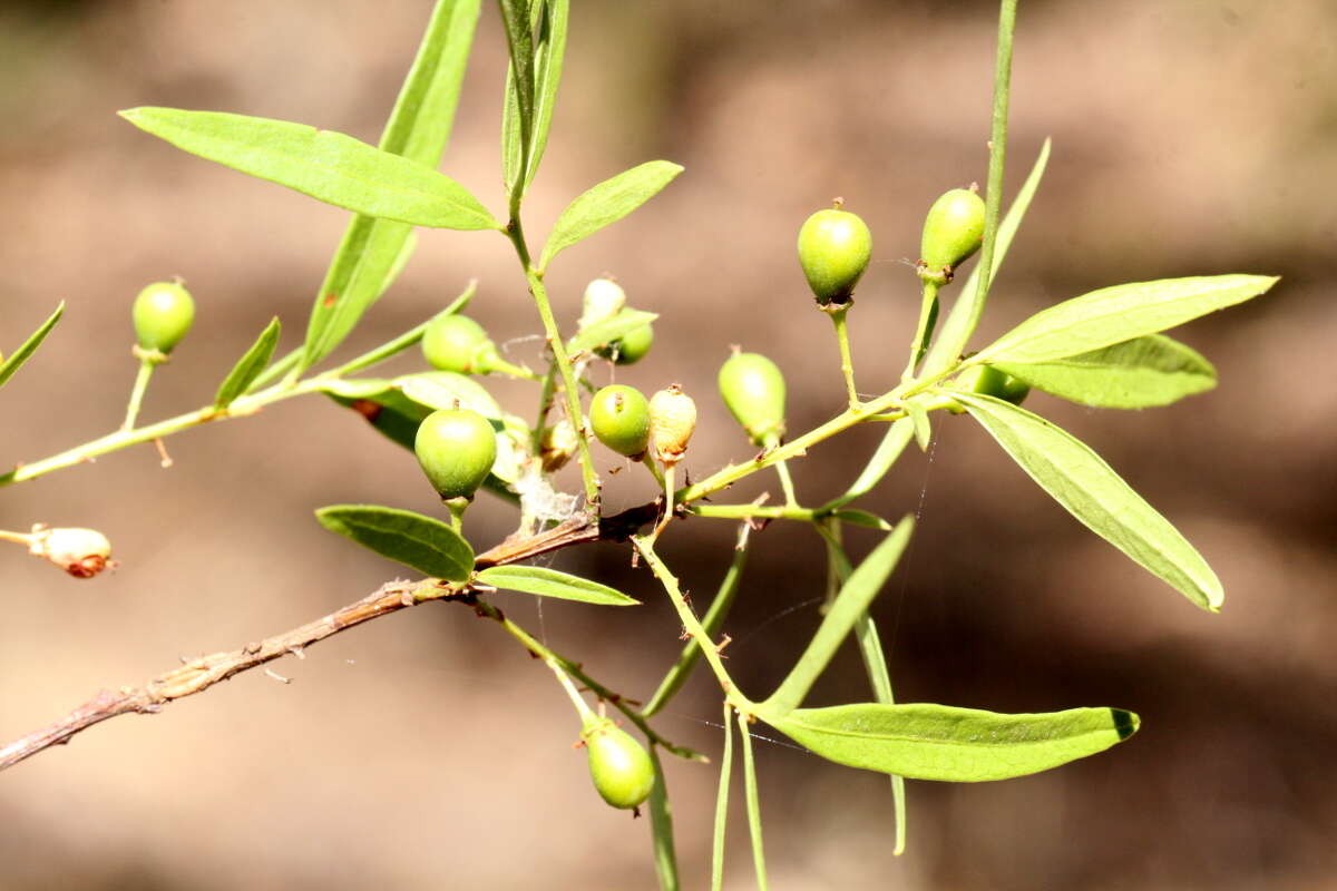 Image of Denhamia silvestris (Lander & L. A. S. Johnson) M. P. Simmons