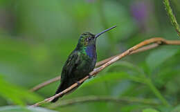 Image of Napo Sabrewing