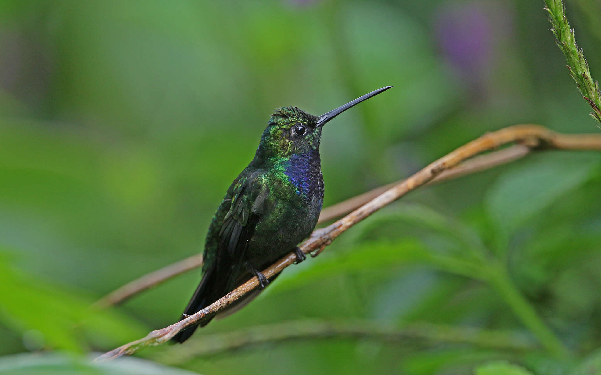 Image of Napo Sabrewing