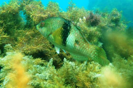 Image of Blue-throated parrotfish