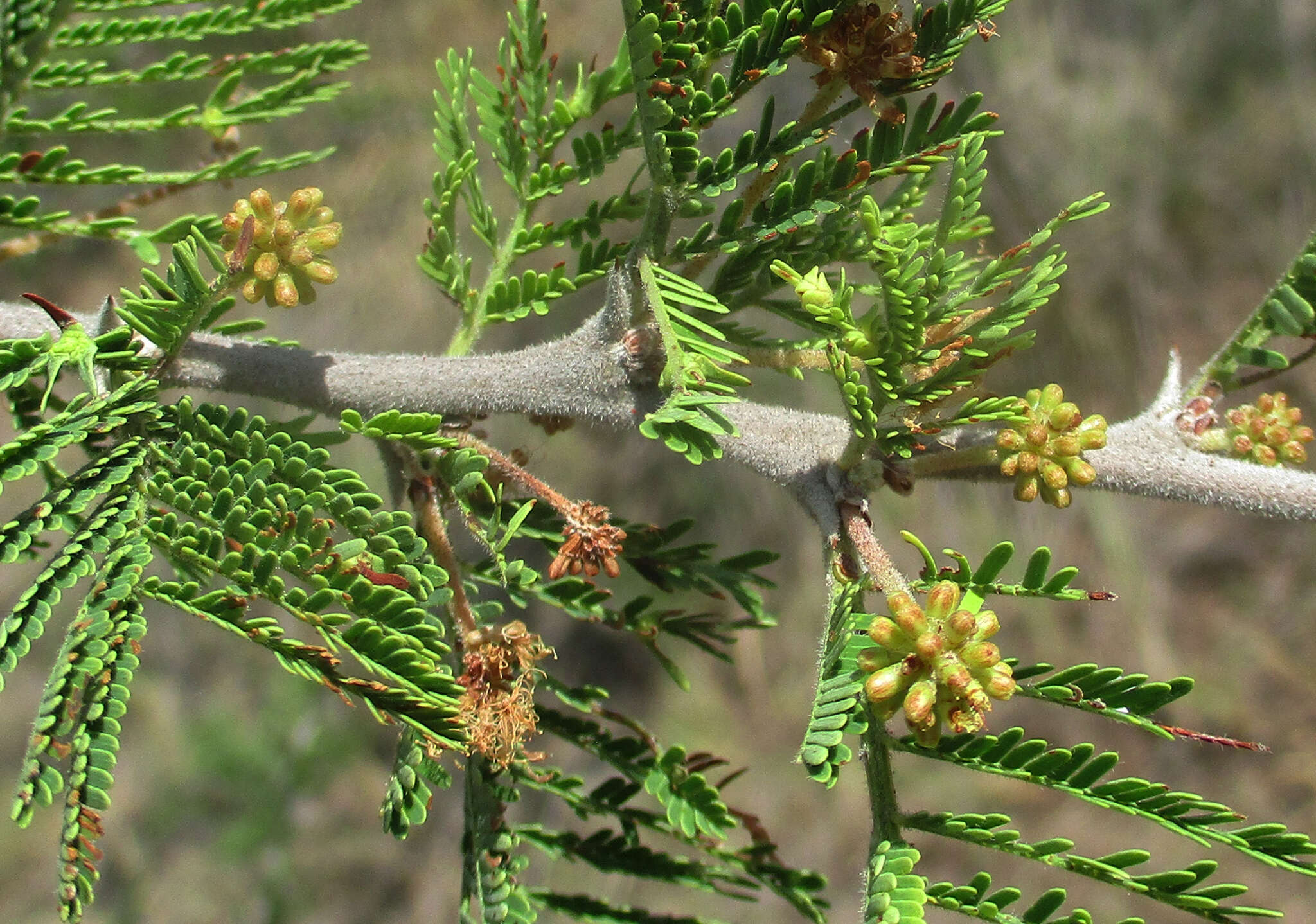 Vachellia hebeclada (DC.) Kyal. & Boatwr. resmi