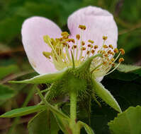 Image of Rosa carolina subsp. subserrulata (Rydb.) W. H. Lewis