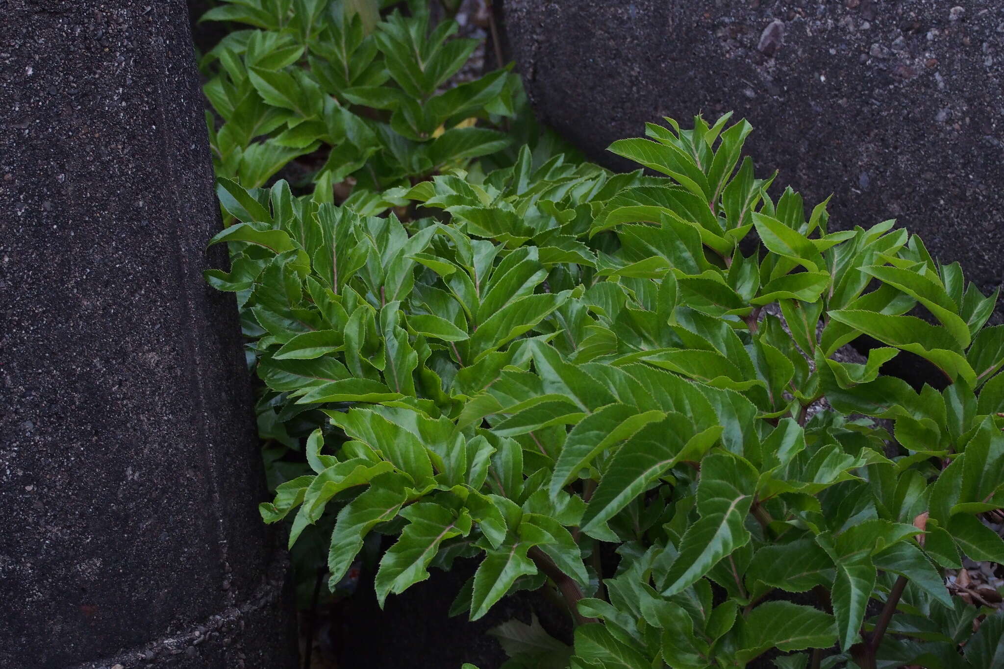 Image of Angelica japonica A. Gray