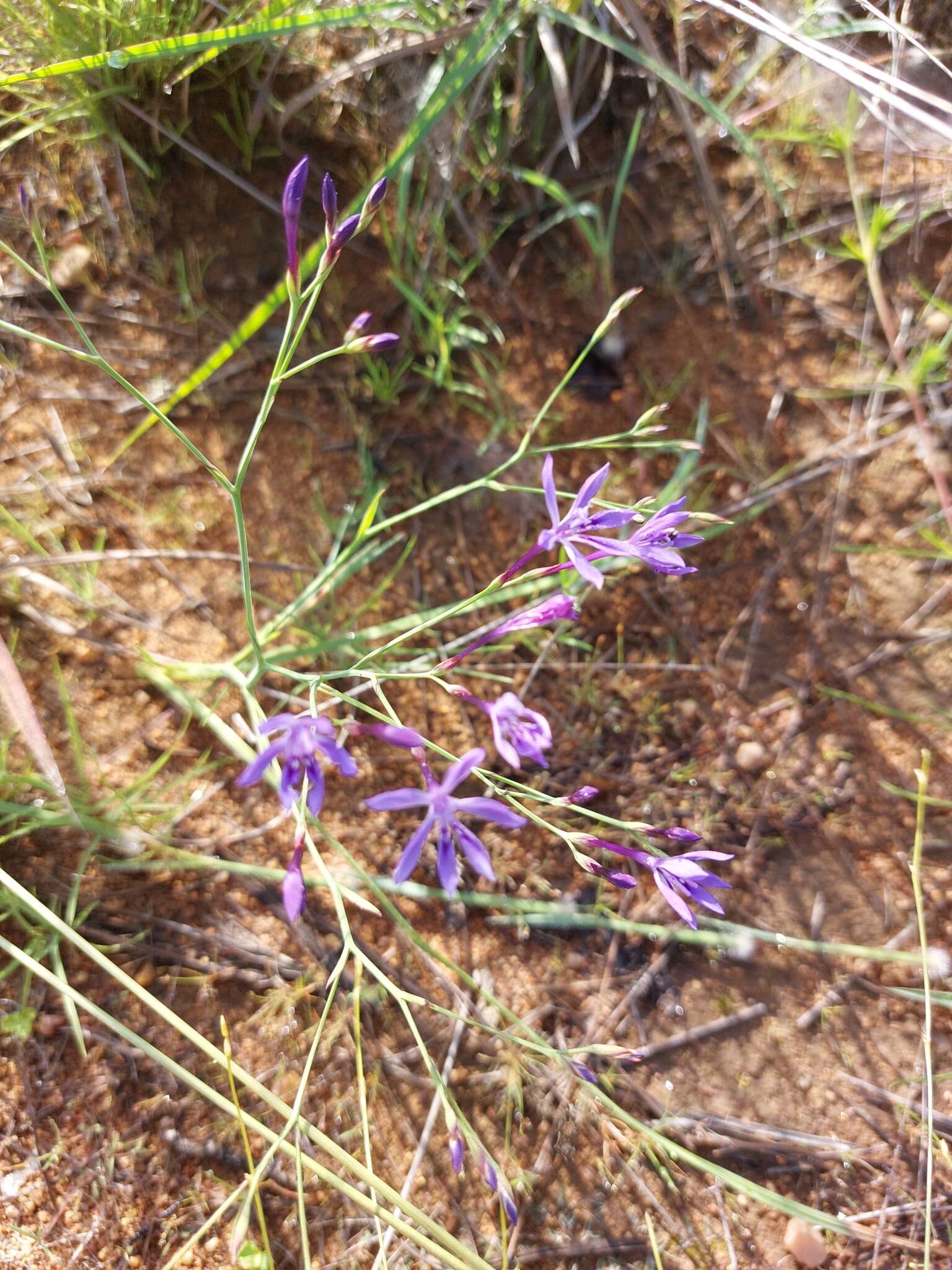 Plancia ëd Afrosolen sandersonii subsp. limpopoensis (Goldblatt & J. C. Manning) Goldblatt & J. C. Manning