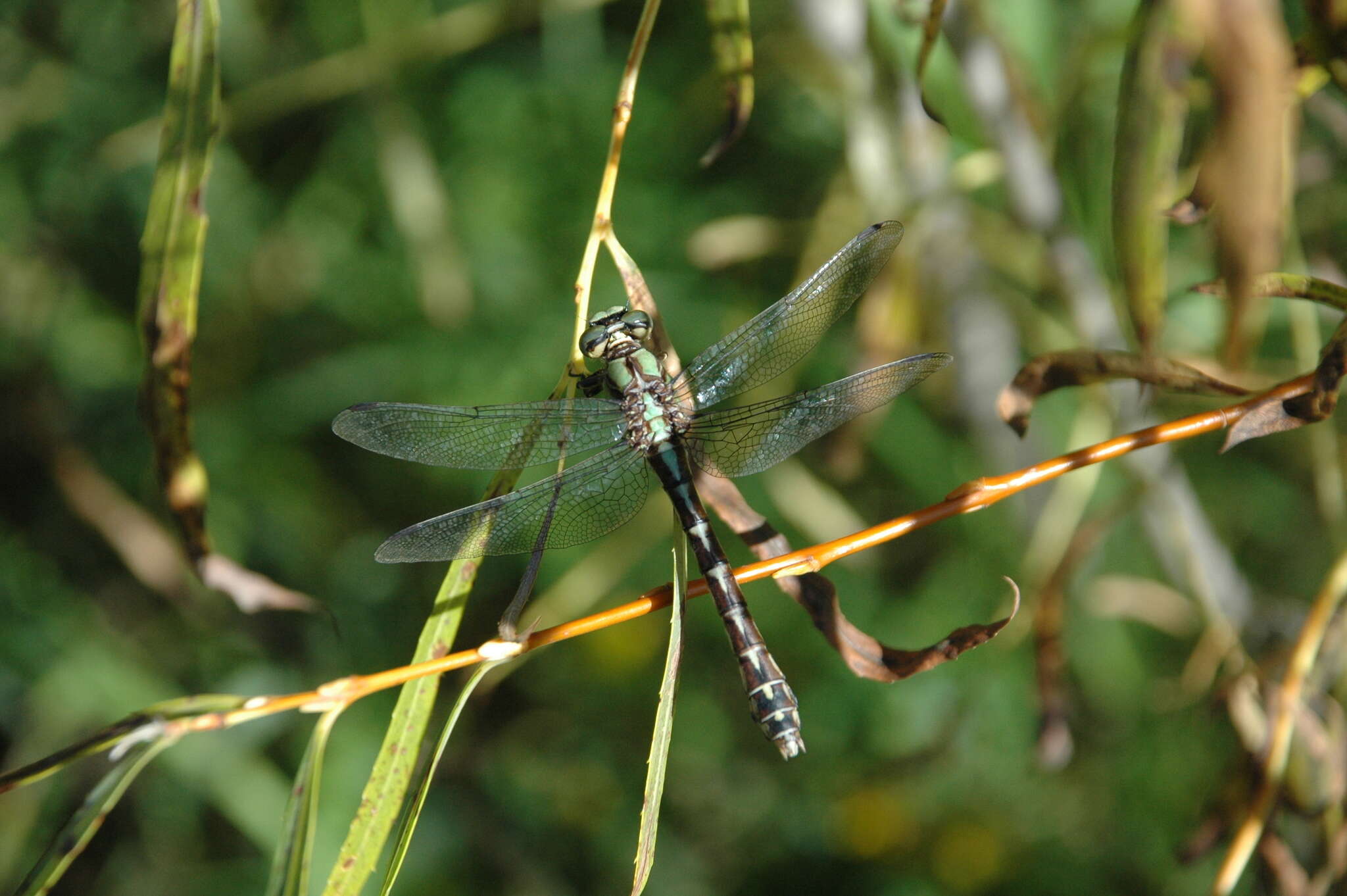 Image of Boreal Snaketail