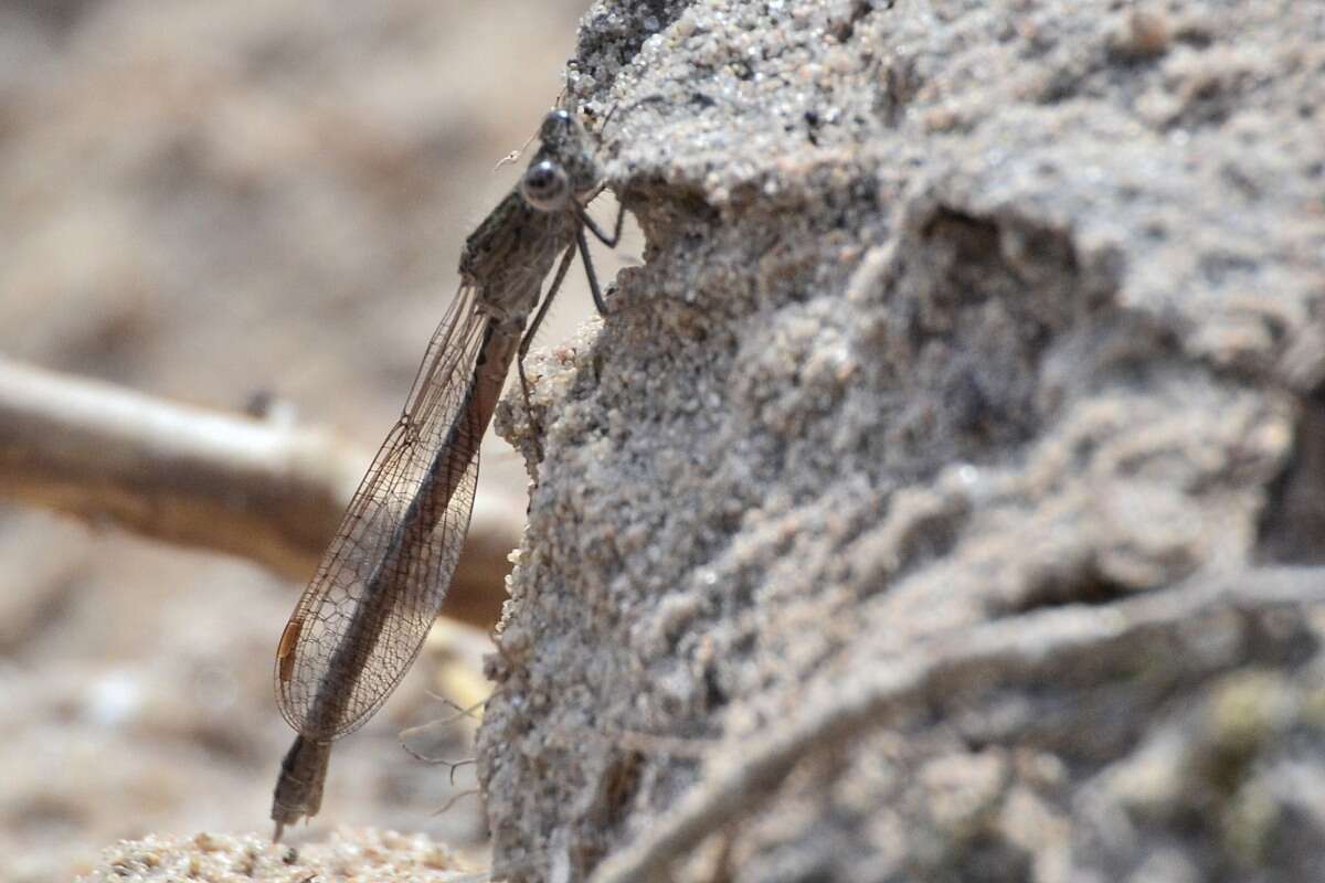 Image of Siberian Winter Damsel