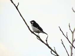 Image of Lined Seedeater